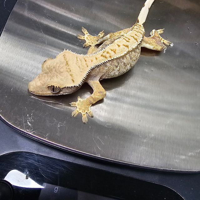 트라이 텐저린 나비스