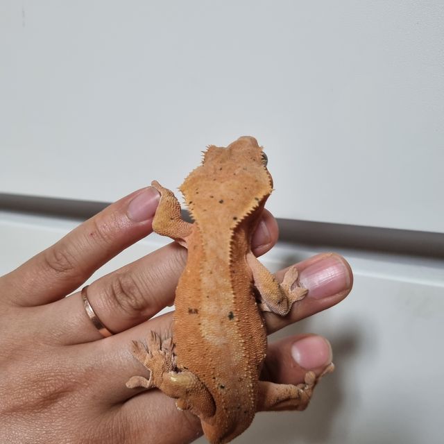 달마시안 벅스킨 레드