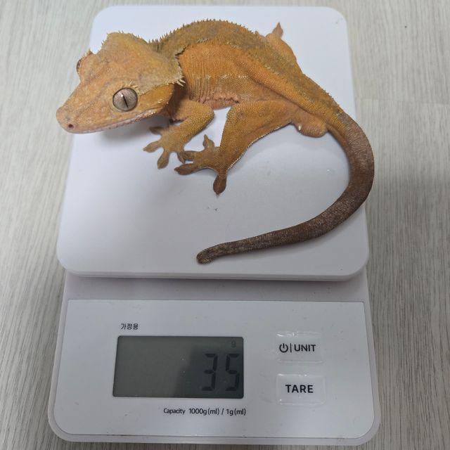 노멀 바이 레드