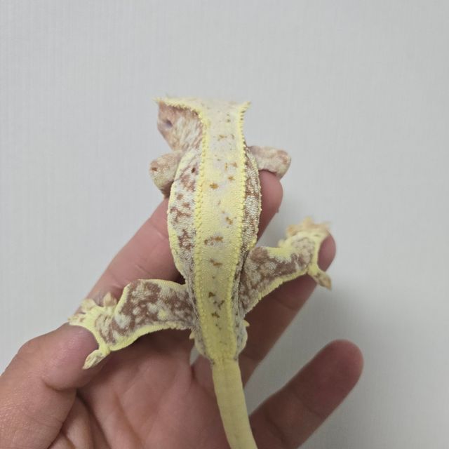 릴리화이트 트라이 레드