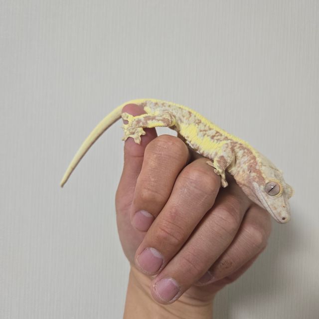 릴리화이트 트라이 레드