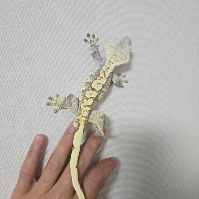 노멀 익스트림할리퀸 트라이
