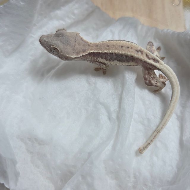 프라푸치노 풀핀