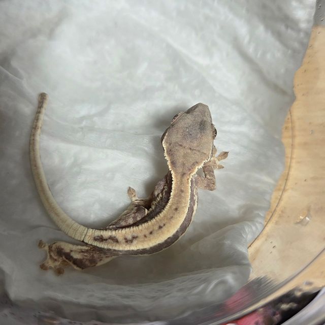 프라푸치노 풀핀