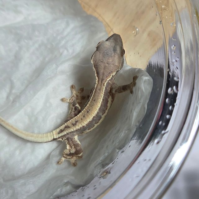 프라푸치노 풀핀