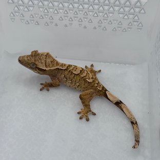 노멀 크림시클 크림