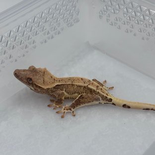 릴리화이트 크림