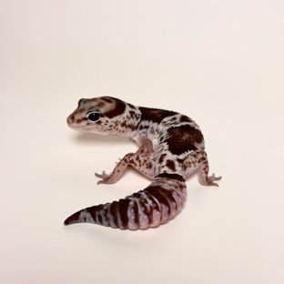 오레오 헷 아멜라니스틱 헷 줄루