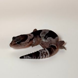 오레오 헷 패턴리스 헷 아멜라니스틱