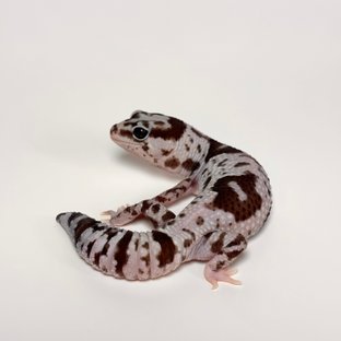 화이트아웃 오레오 헷 줄루 헷 패턴리스