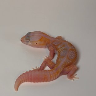 화이트아웃 카라멜 아멜라니스틱