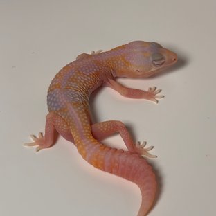 화이트아웃 아멜라니스틱 카라멜