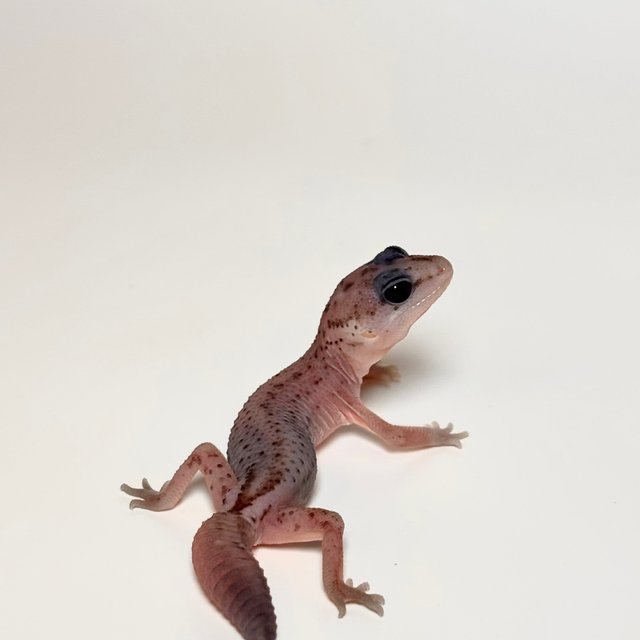 오레오 패턴리스