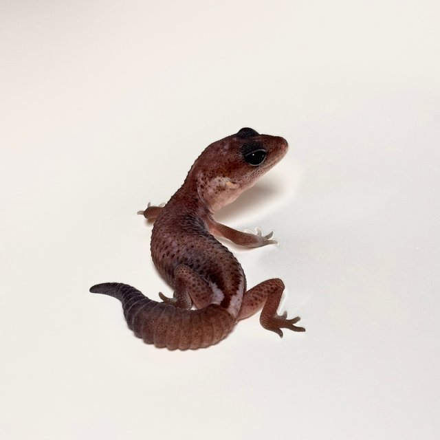 오레오 패턴리스 헷 아멜라니스틱