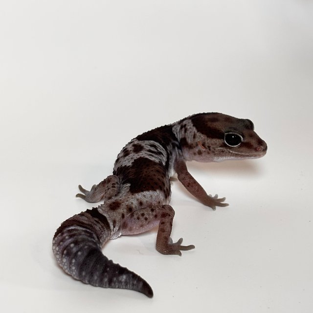 오레오 헷 패턴리스 헷 아멜라니스틱