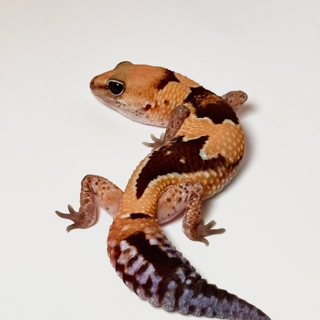 헷 아멜라니스틱 줄루