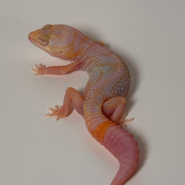 화이트아웃 아멜라니스틱 카라멜