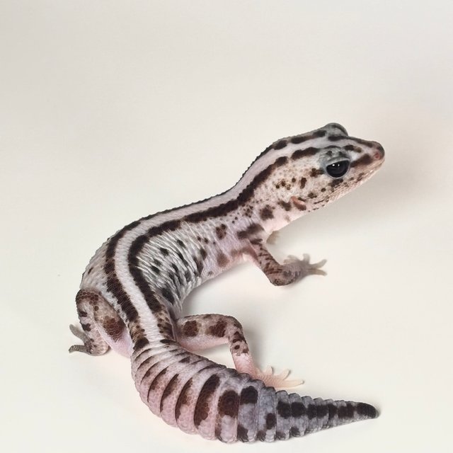 화이트아웃 오레오 패턴리스