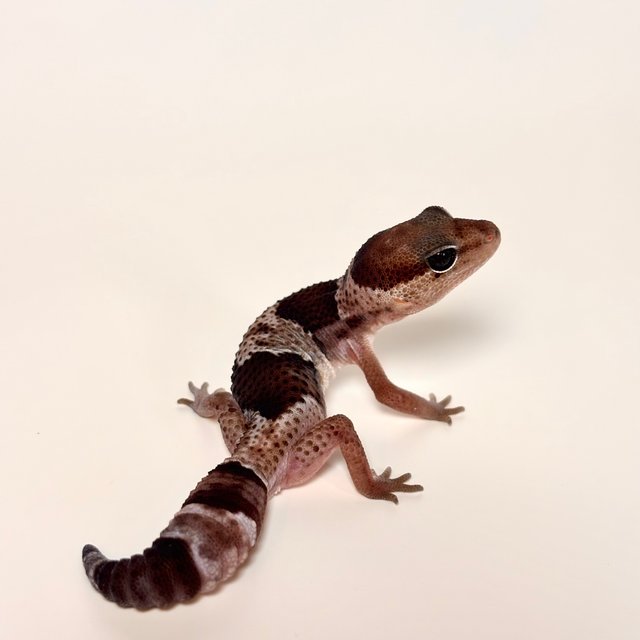 오레오 헷 줄루 헷 카라멜 헷 아멜라니스틱