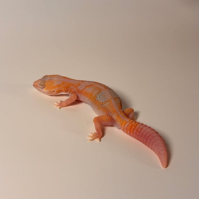 화이트아웃 카라멜 아멜라니스틱