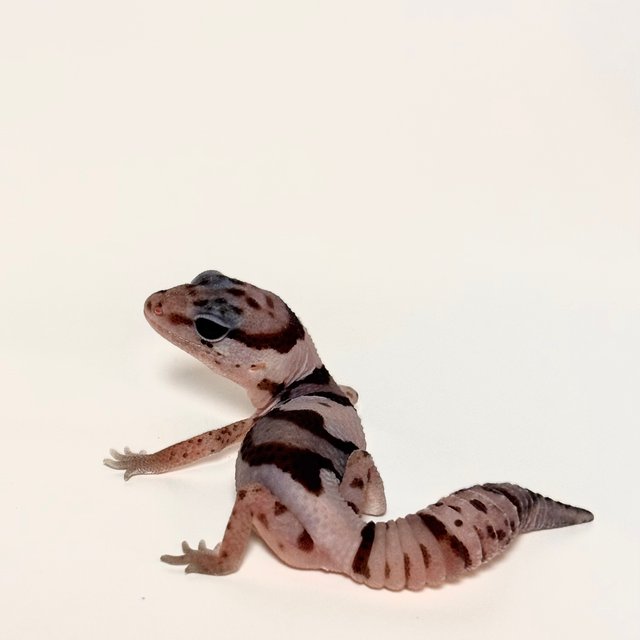 화이트아웃 오레오 헷 패턴리스 헷 줄루