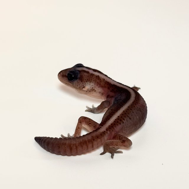 오레오 패턴리스 헷 아멜라니스틱