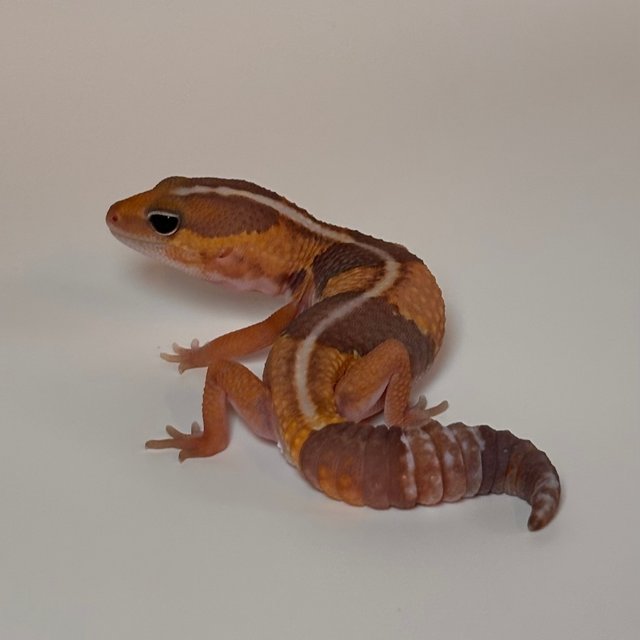 카라멜 헷 오레오 헷 아멜라니스틱