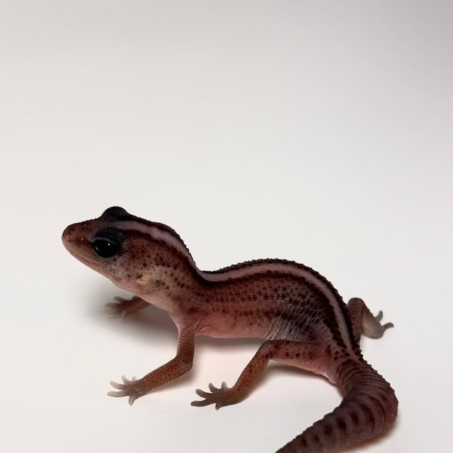 오레오 패턴리스 헷 아멜라니스틱