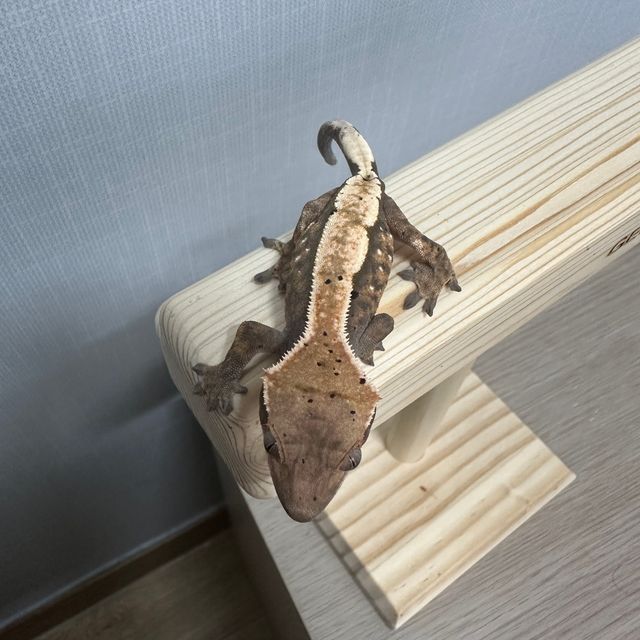세이블