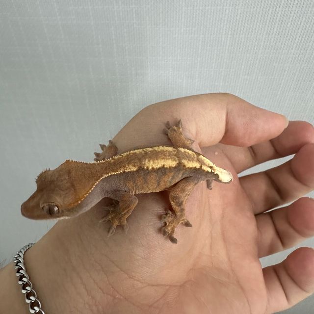 세이블