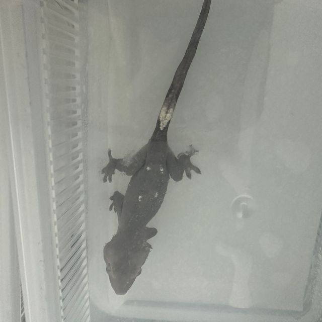 아잔틱