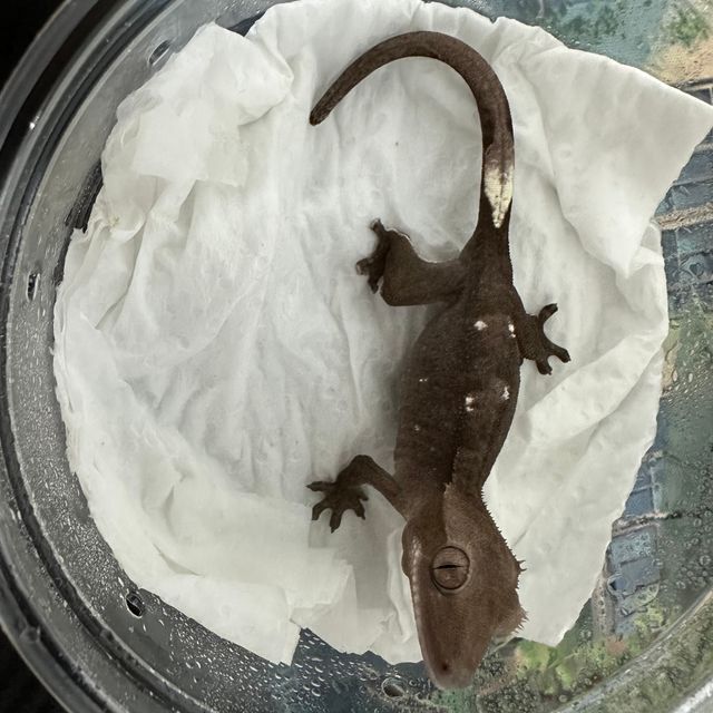아잔틱
