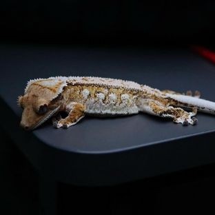 노옐