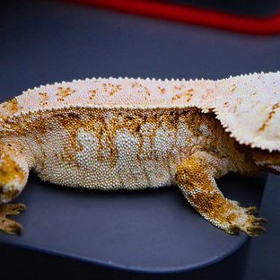 금위