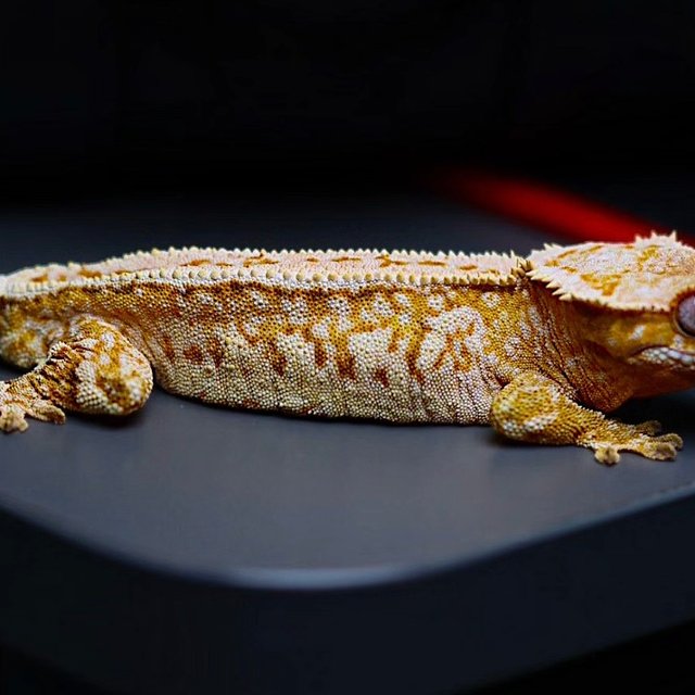 노멀 트라이 쿼드 풀핀