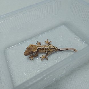 트라이 익스트림할리퀸