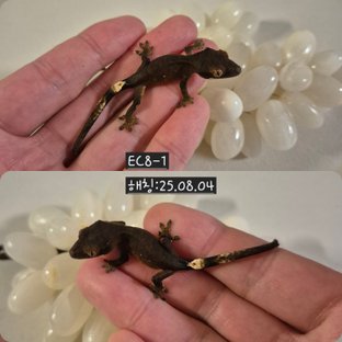 챠콜 팬텀