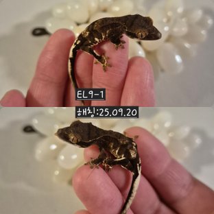 챠콜 팬텀 프라푸치노