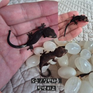 챠콜 패턴리스 카푸치노