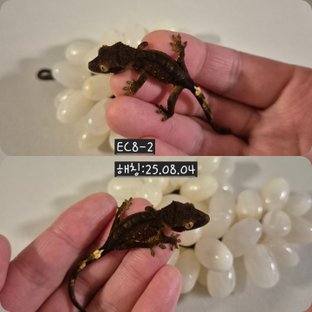 챠콜 팬텀