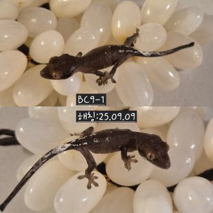 카푸치노 챠콜 팬텀