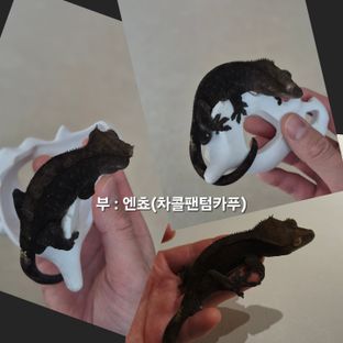 엔쵸