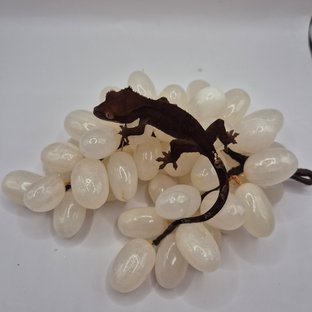 챠콜 카푸치노 팬텀