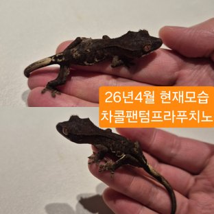 수묵화라인EL1017