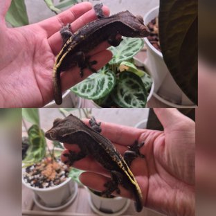 챠콜 카푸치노 핀스트라이프