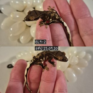 프라푸치노 챠콜 팬텀