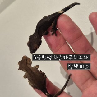 A+(차팬캎EC6)