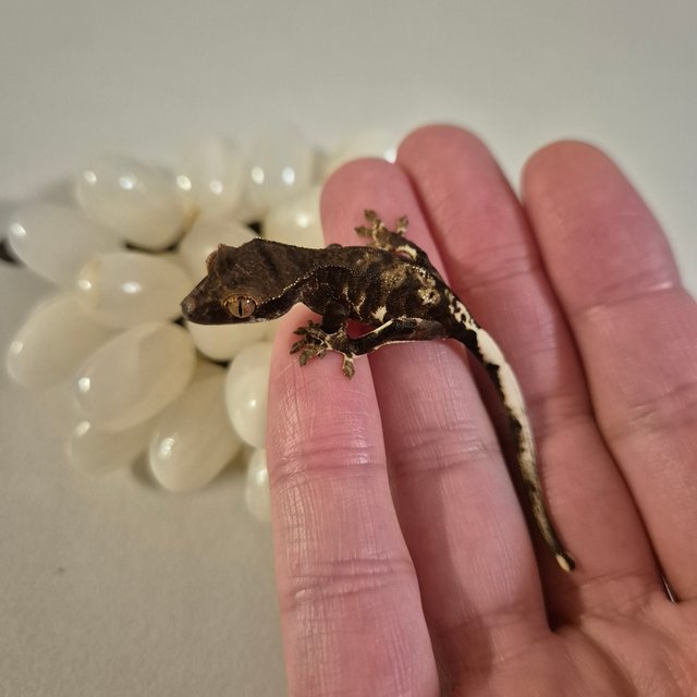 프라푸치노 챠콜 팬텀