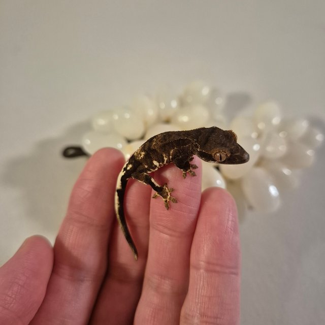 챠콜 팬텀 프라푸치노