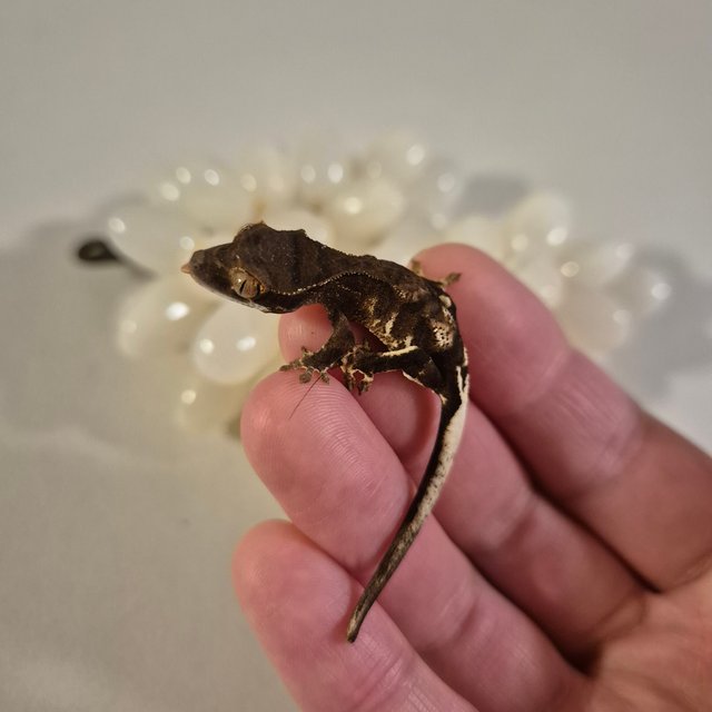 챠콜 팬텀 프라푸치노